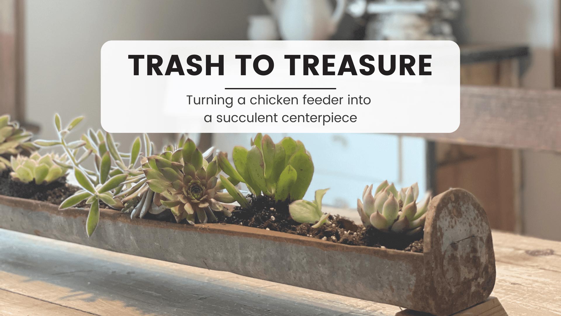 trash to treasure centro de mesa con suculentas