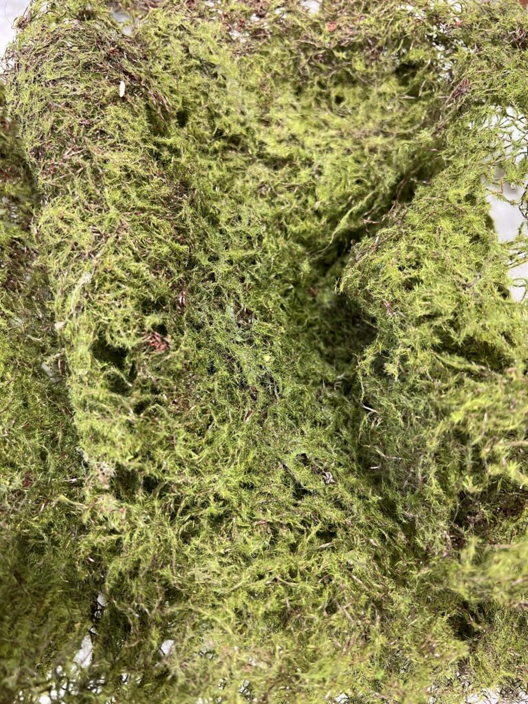 up close of sheet moss