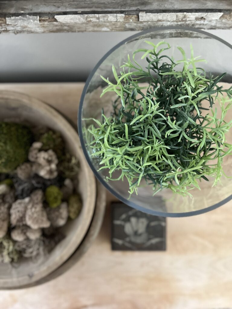 Birds eye view of a plant in an apothecary jar and a wooden bowl of moss next to it.