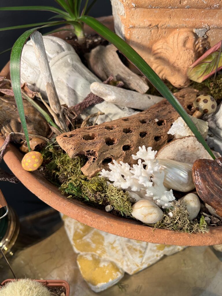 bowl of coral, cactus, moss, mushrooms