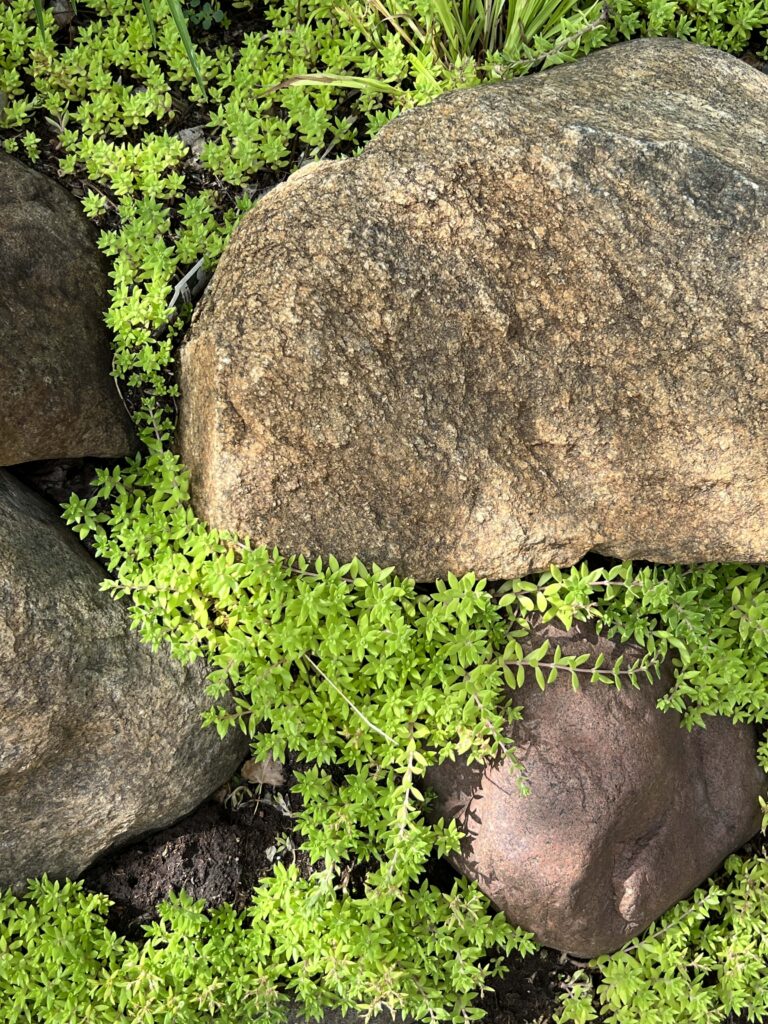 rocks and moss at Hot Sam's