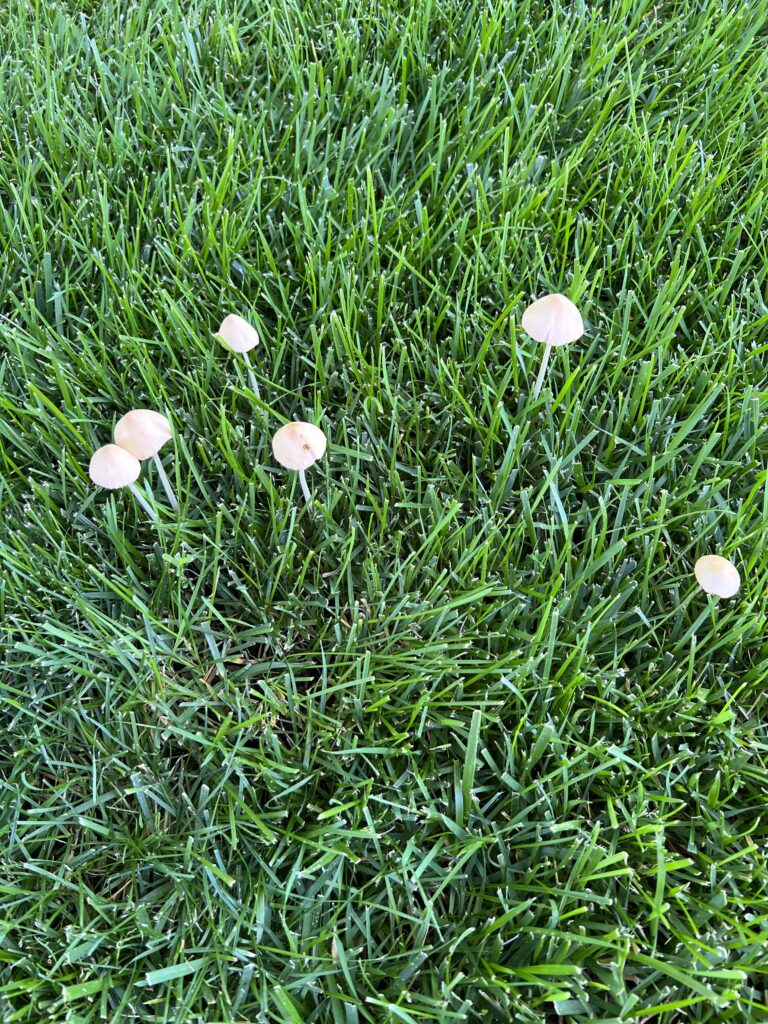 Daniel Barrett Mathis @notaminimalist yard with mushrooms