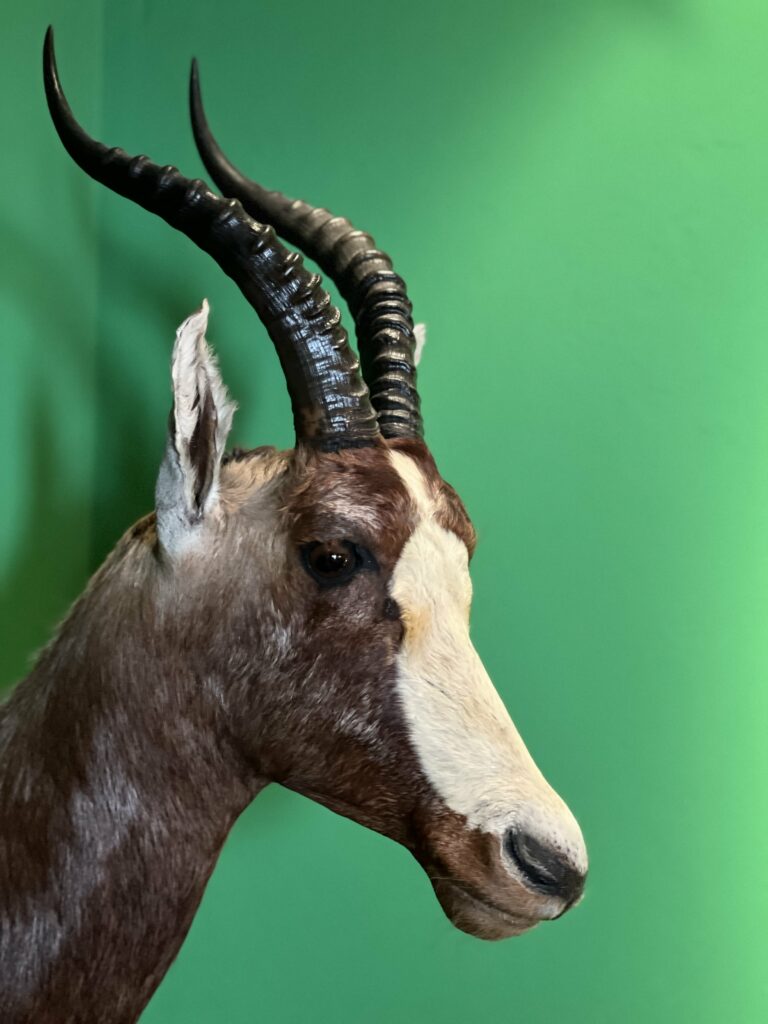 Daniel Barrett Mathis @notaminimalist antelope on green wall