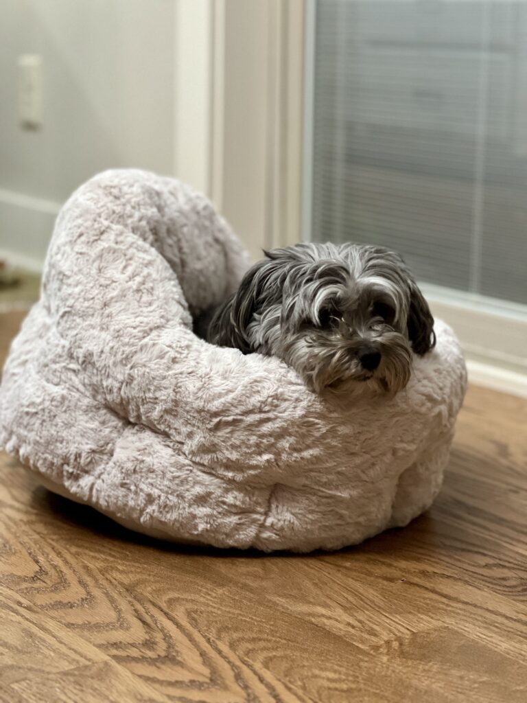 our dog Bella in her new bed