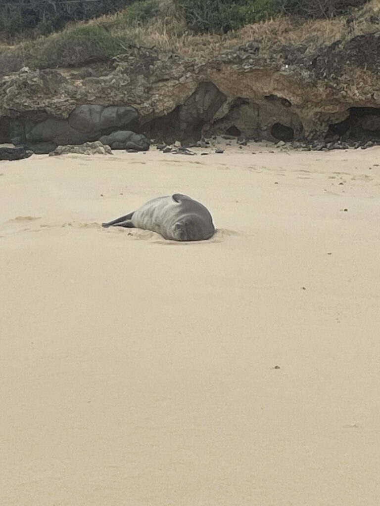 Monk seal beached on the mokes