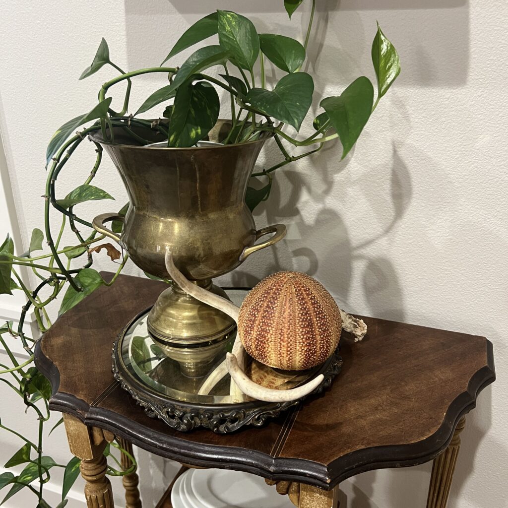Layers - Pedestal mirror with urchin, antlers, and a brass champagne bucket filled with a plant.